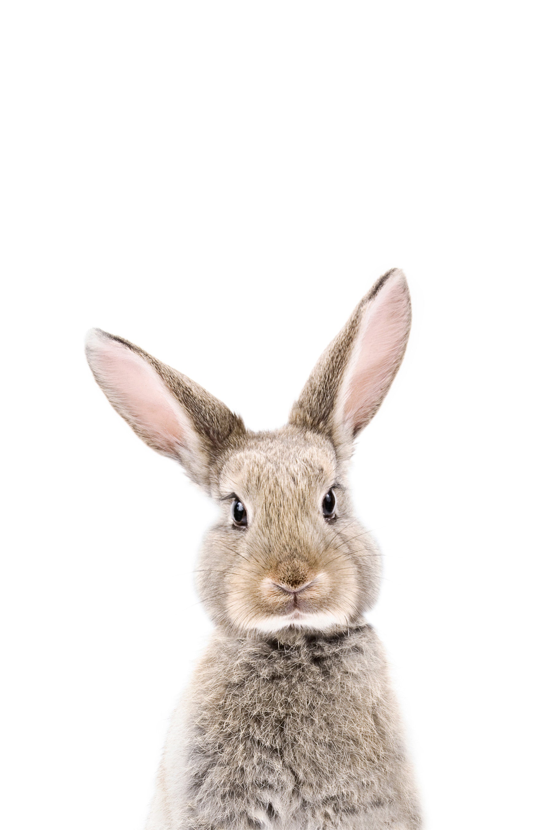 Baby Bunny Wall Mural in your room — zoomed