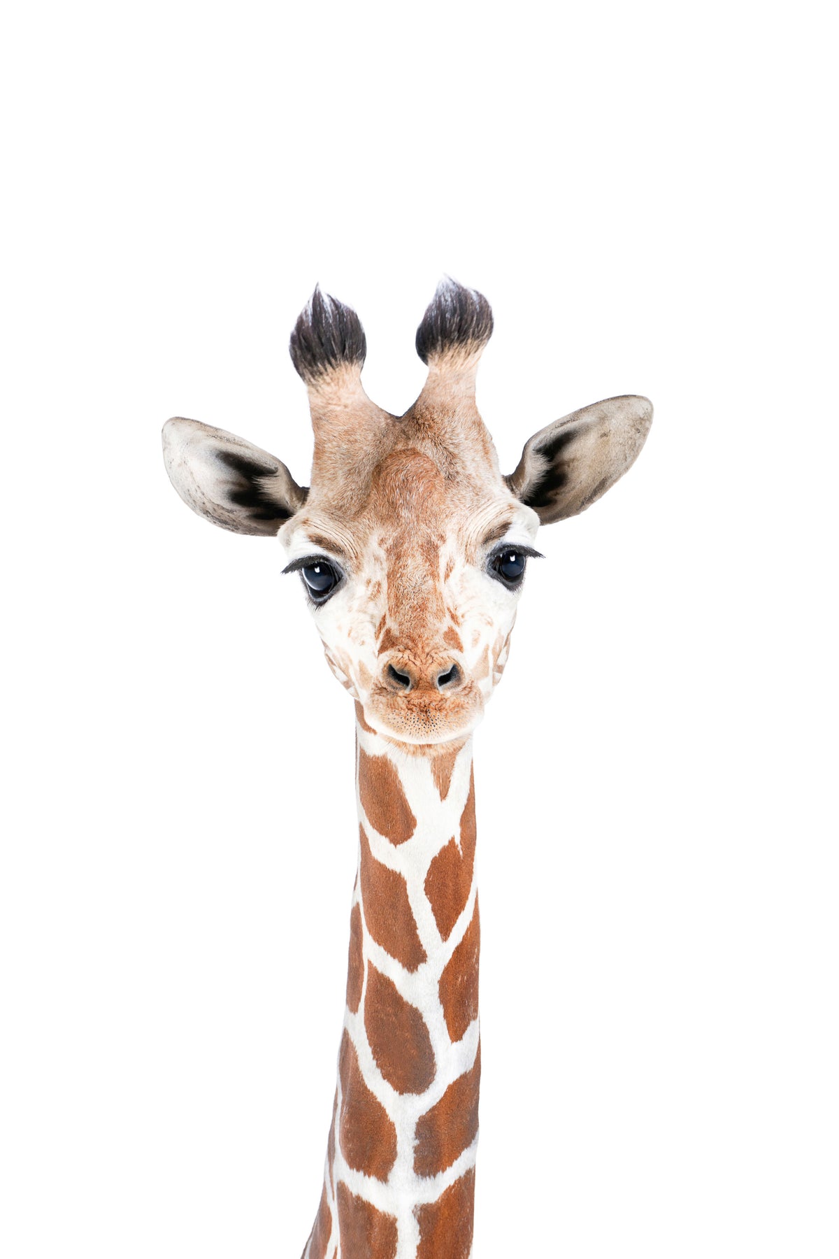 Baby giraffe murale murale in your room — zoomed