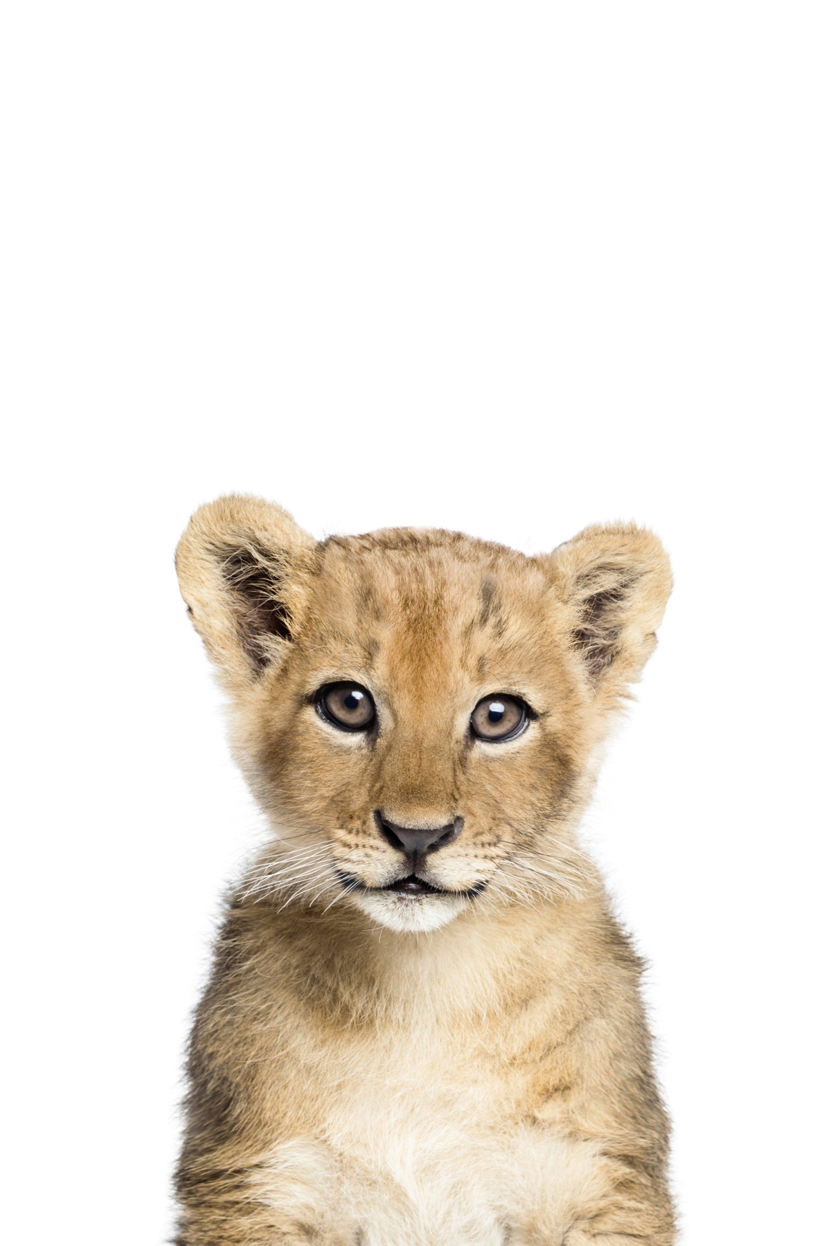 Baby Lion Wall Mural in your room