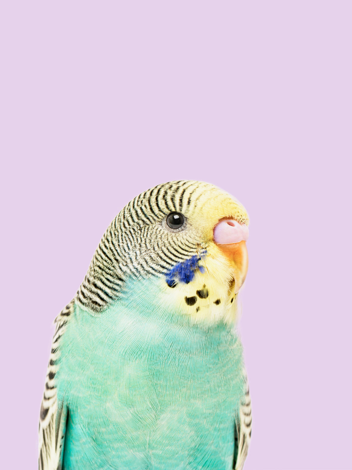 Murale di Budgie Wall in your room — zoomed