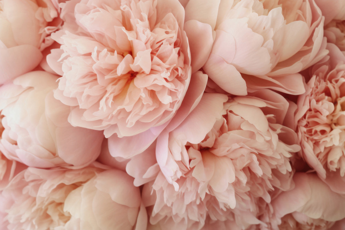 Peony rose rêve mural mural in your room