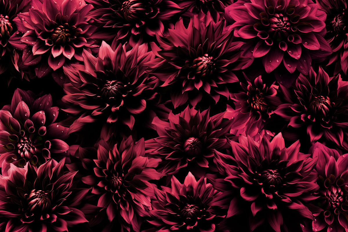 Mitternachts -Burgund Dahlia Wall -Wandbild in your room