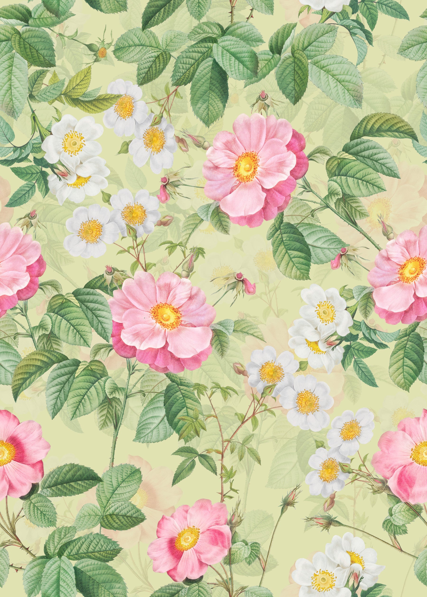 Garden Rose Gardie 1 tapeta⁠