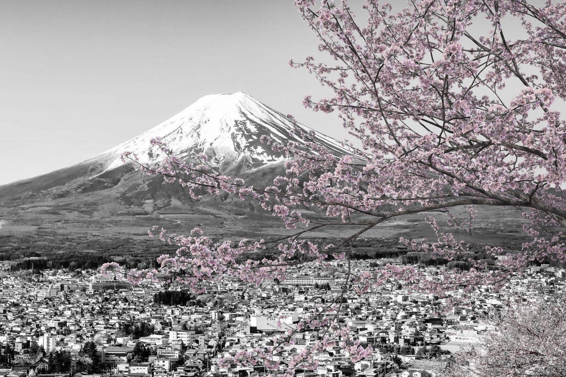 Picturesque view of Mount Fuji during cherry blossom season | colorkey Wall Mural in your room — zoomed