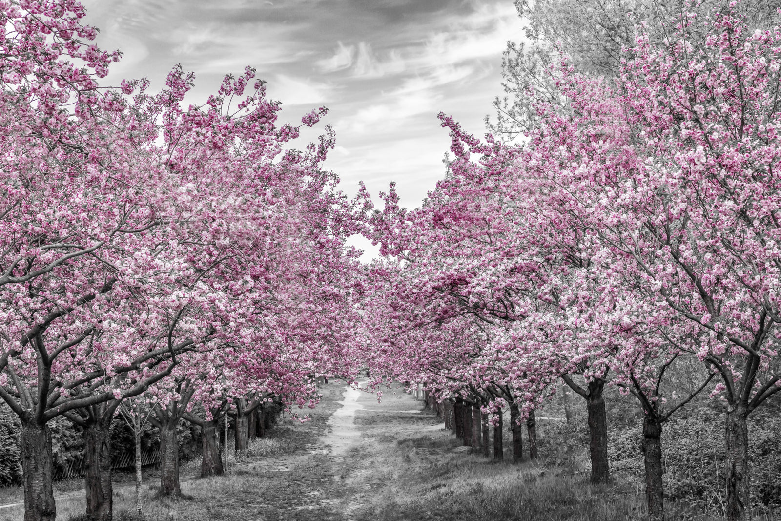 魅力的な桜の路地の壁の壁画