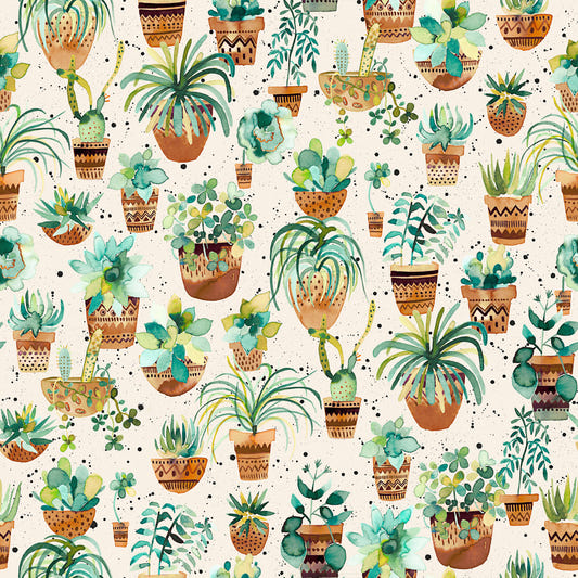 Plantes à domicile succulentes