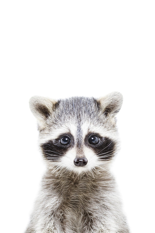 Baby Raccoon Wall Mural