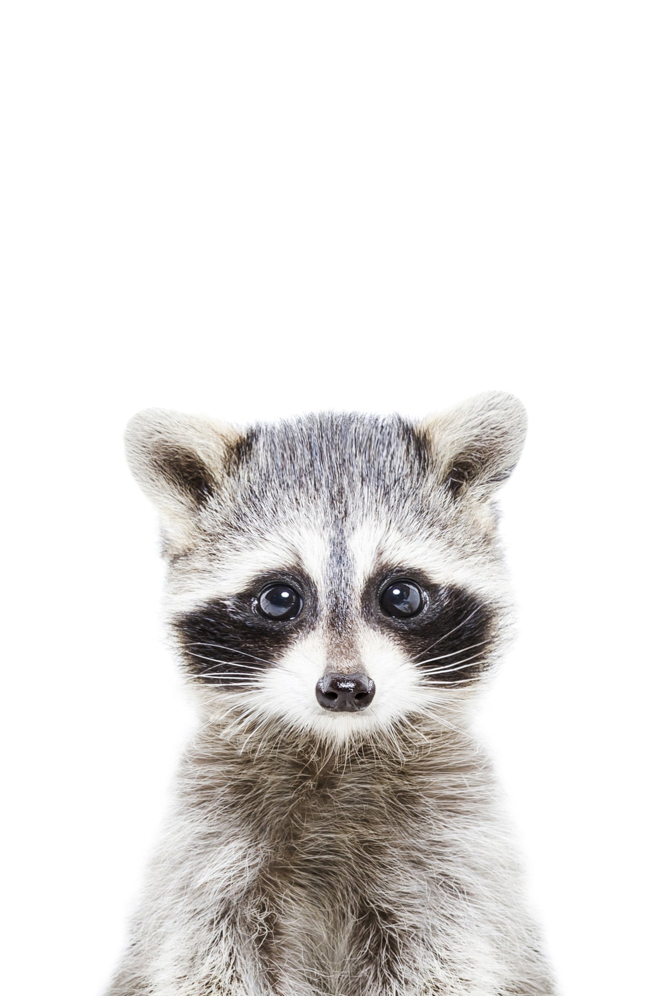 Baby Raccoon Wall Mural