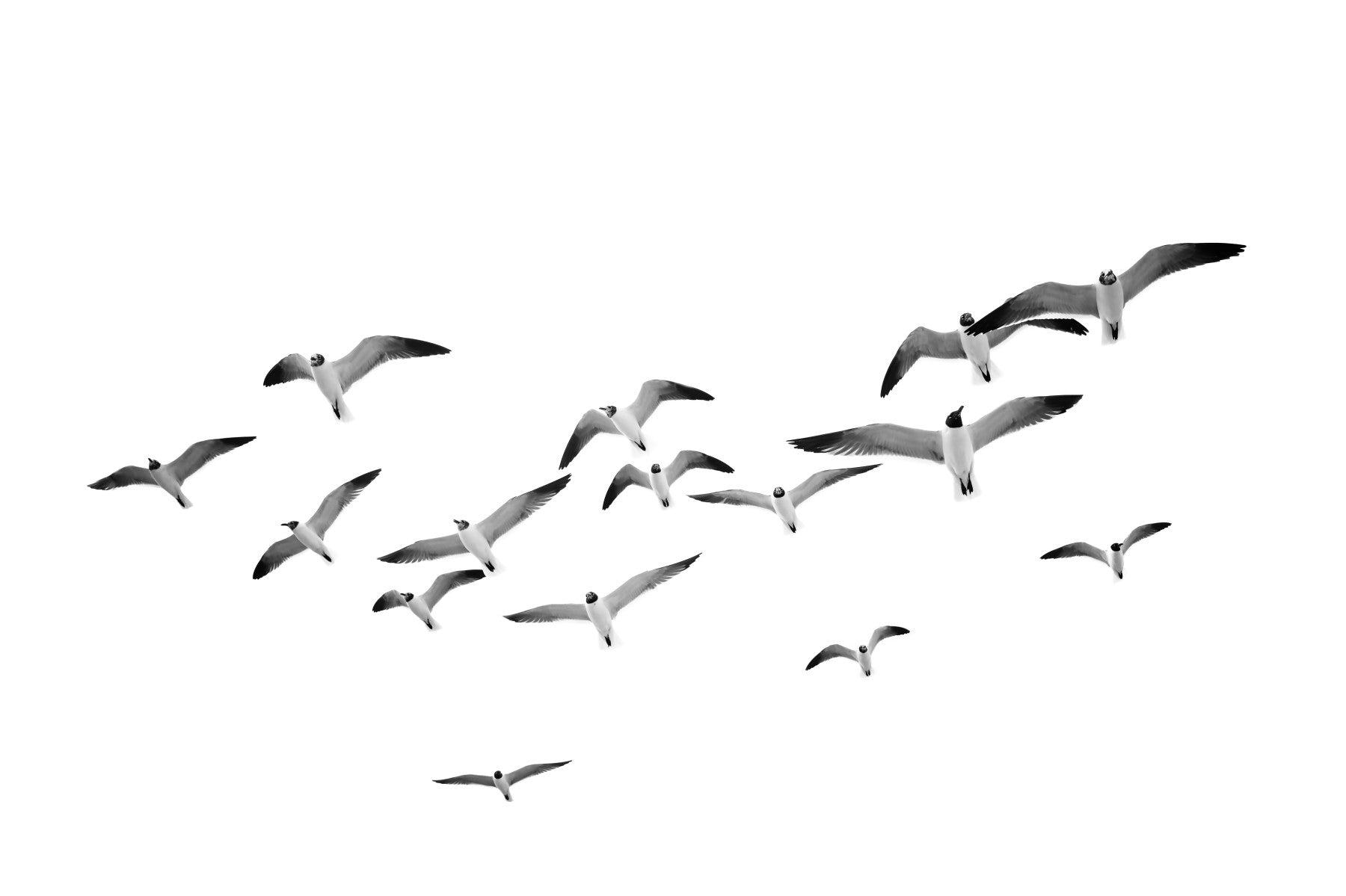 Flying Birds Horizontal Wall Mural