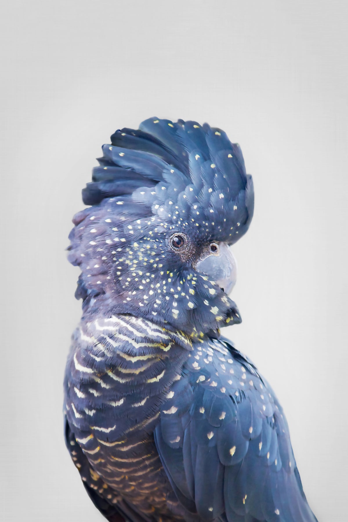 Murale muro di cockatoo nero in your room — zoomed