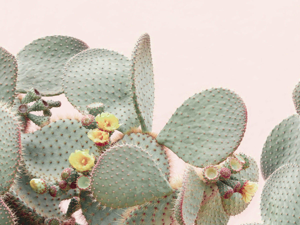 Cactus fleur de rêves mural mural in your room — zoomed
