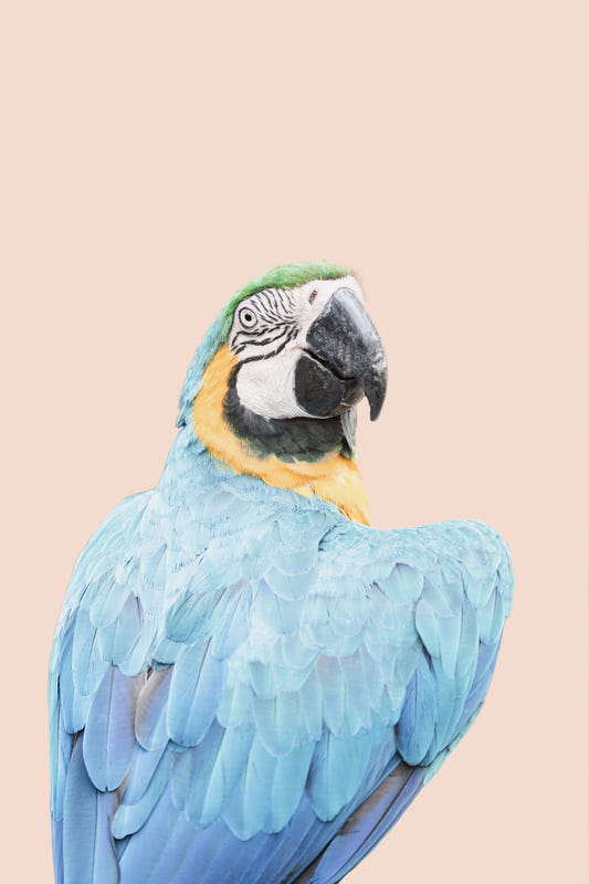 Blue Macaw Wall Mural