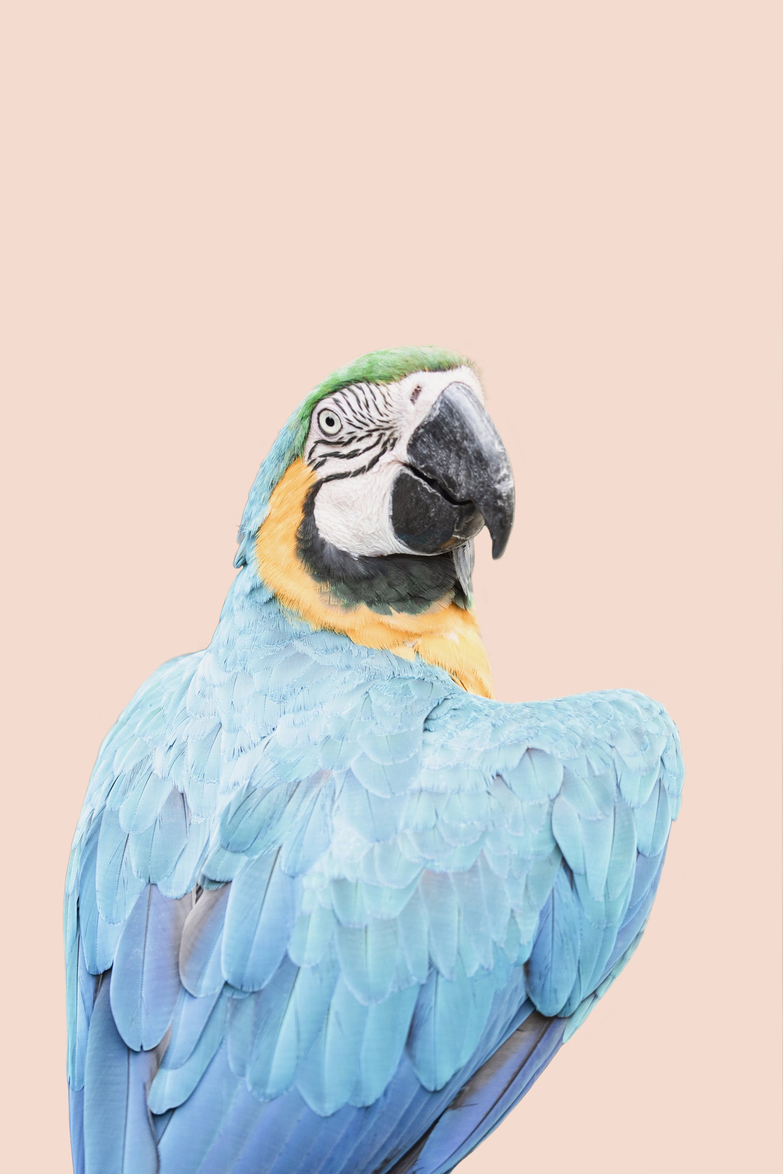 Blauwe macaw wandmuurschildering