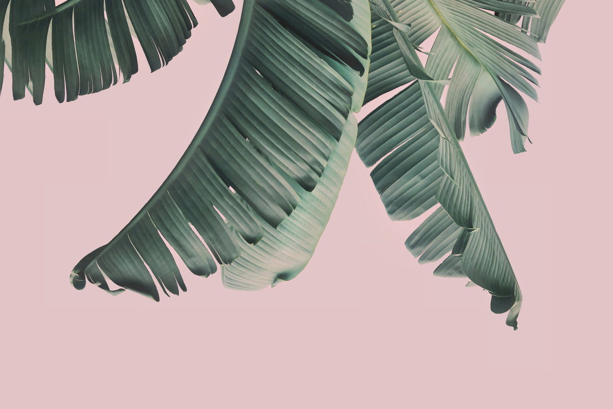 Blush & Banana Wall Mural in your room