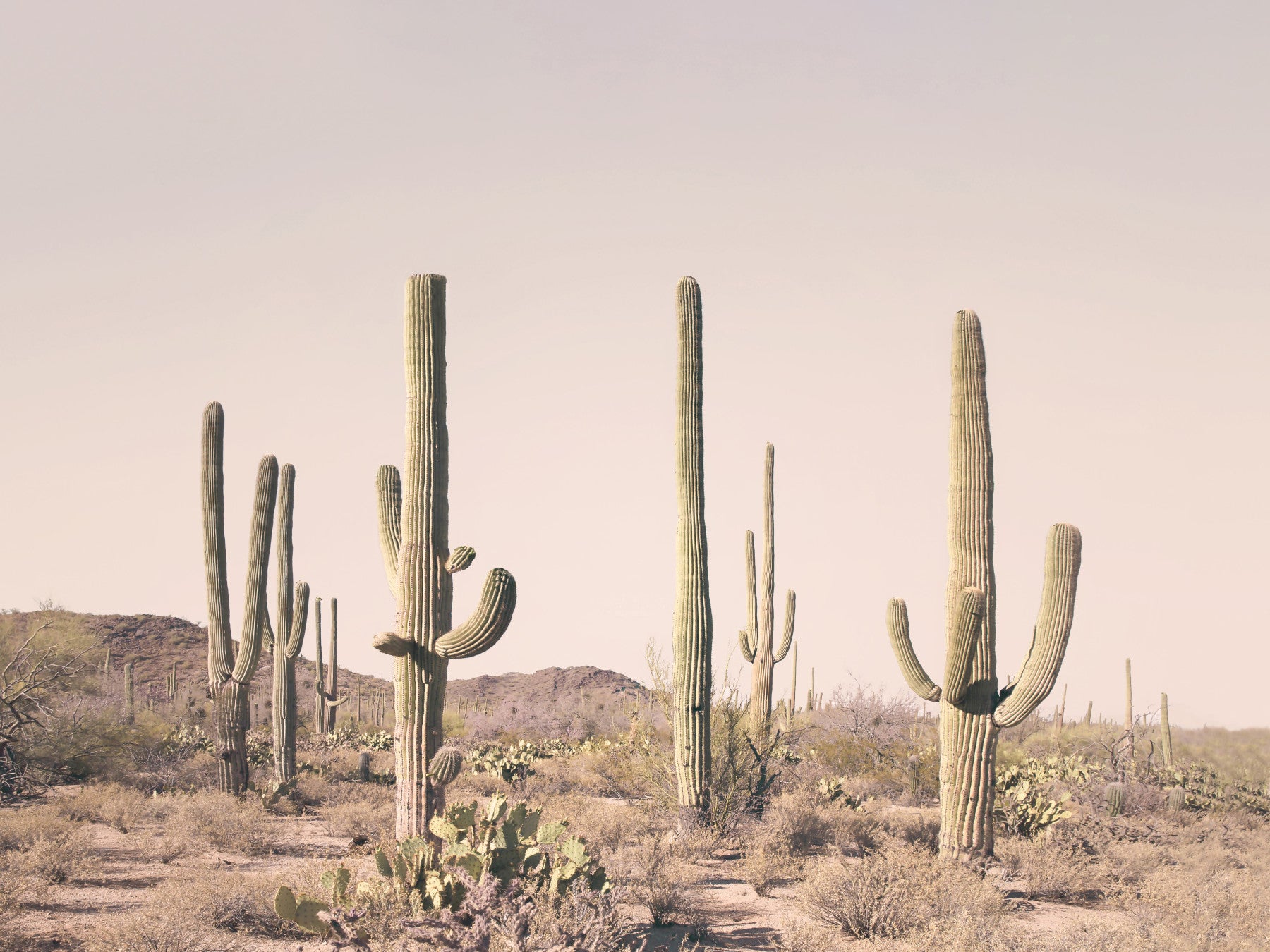 Rouge Cactus Field Wall -Wandgemälde
