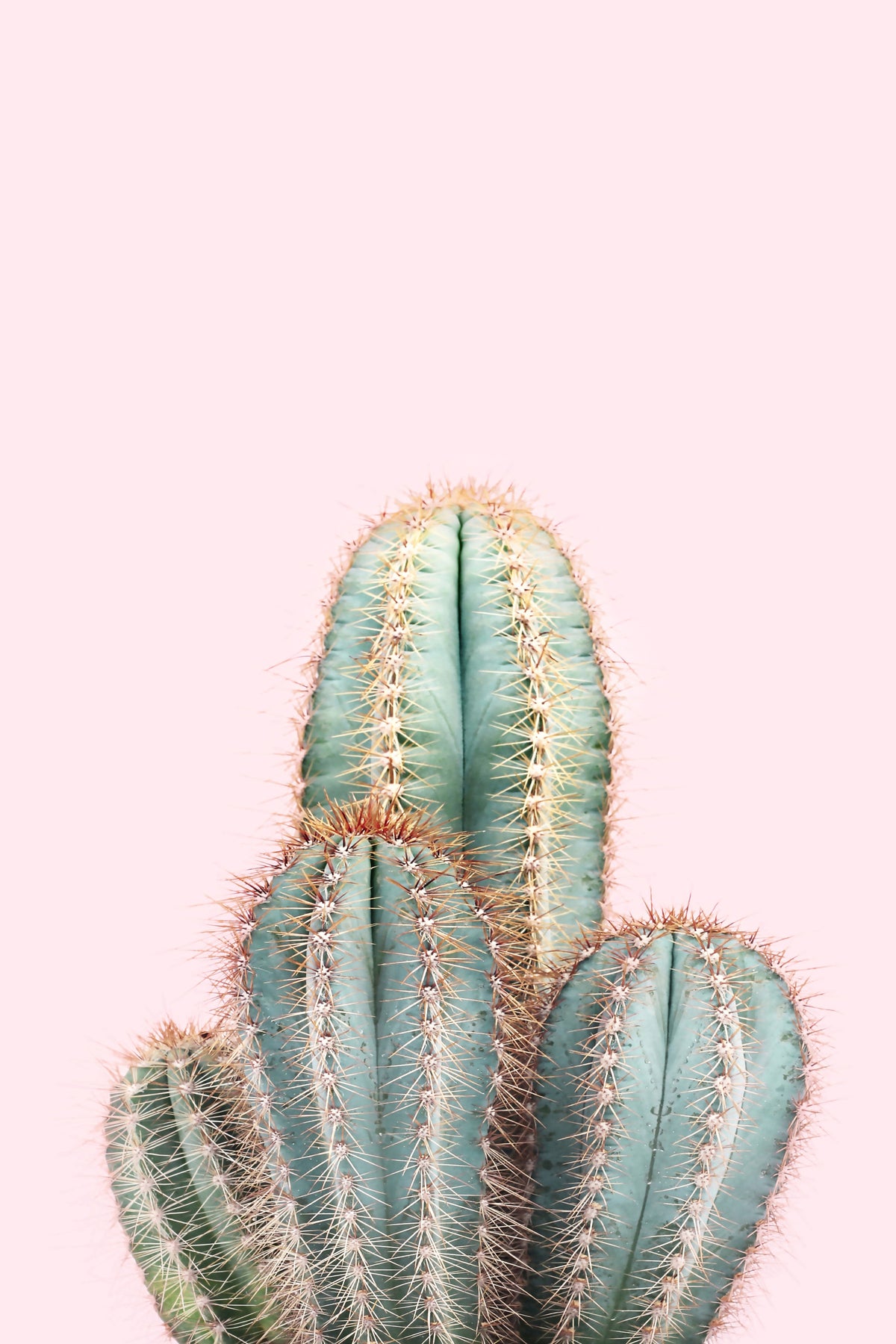 Blush cactus murale murale in your room — zoomed