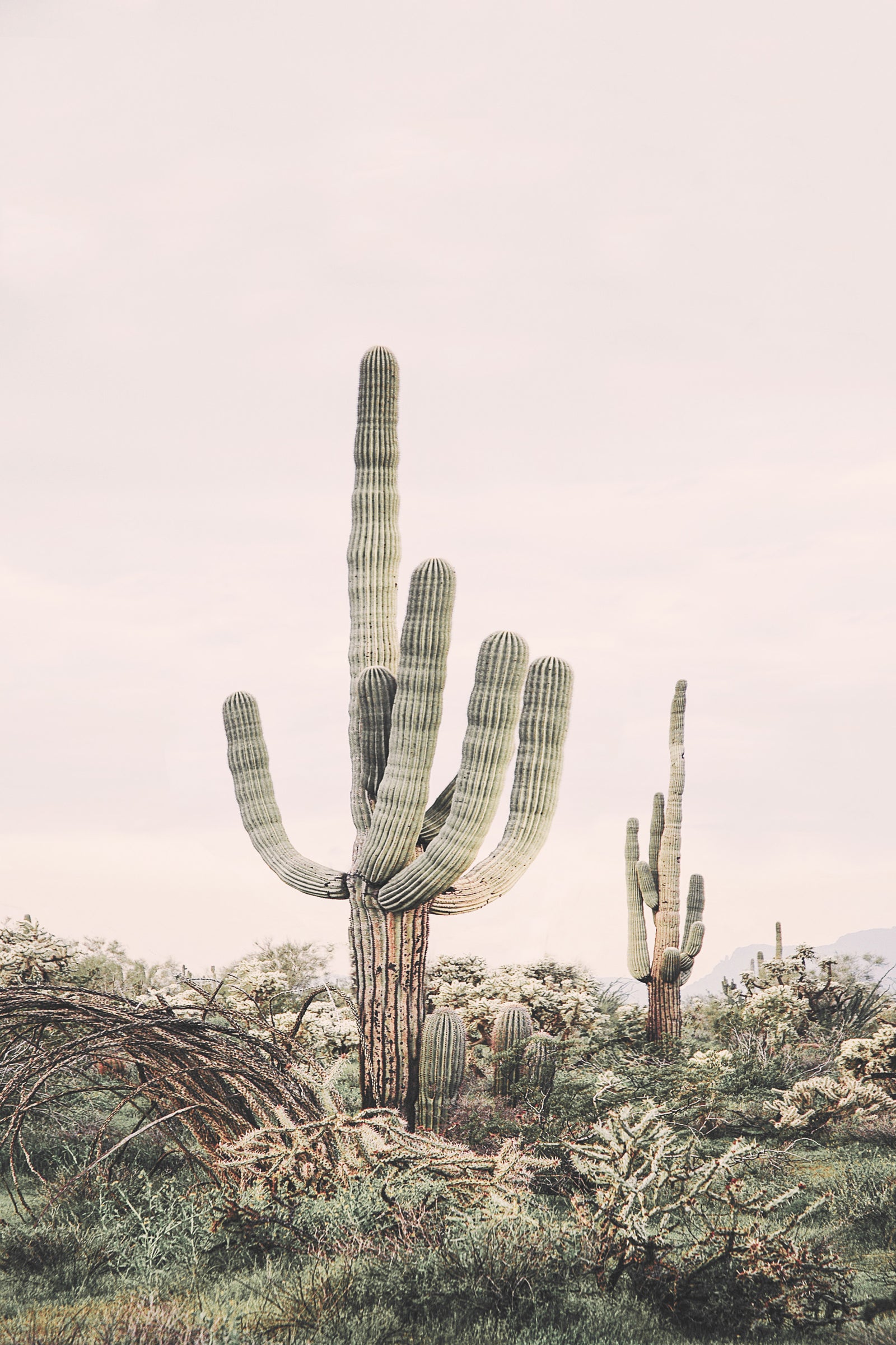 Desert Majesty Wall Mural