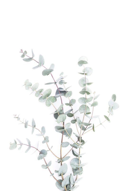 Botanical I Wall Mural