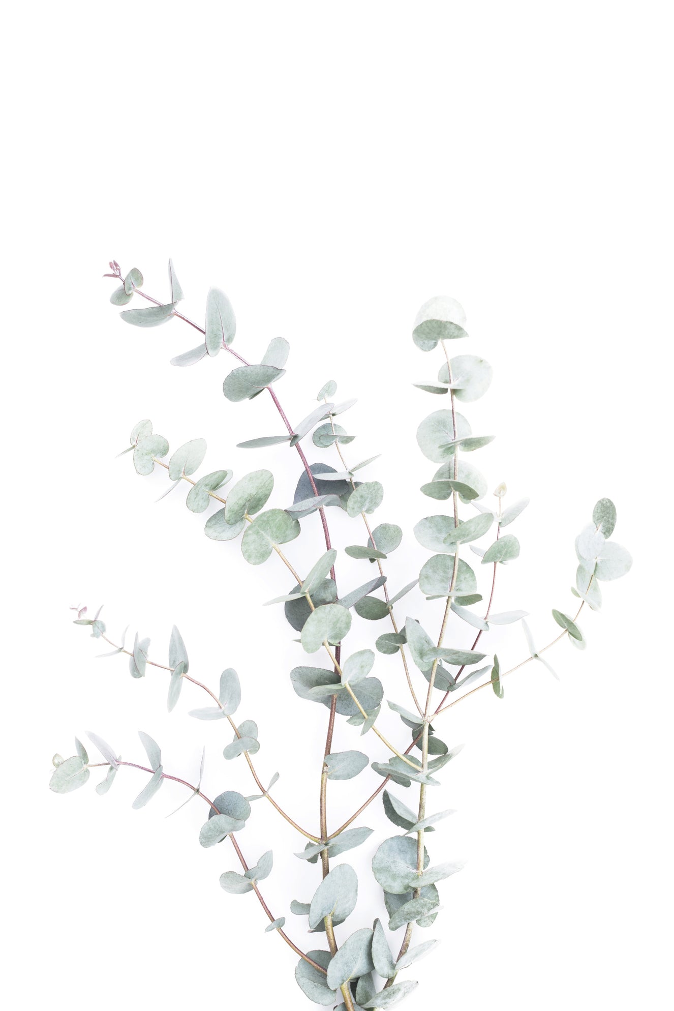Botanical I Wall Mural