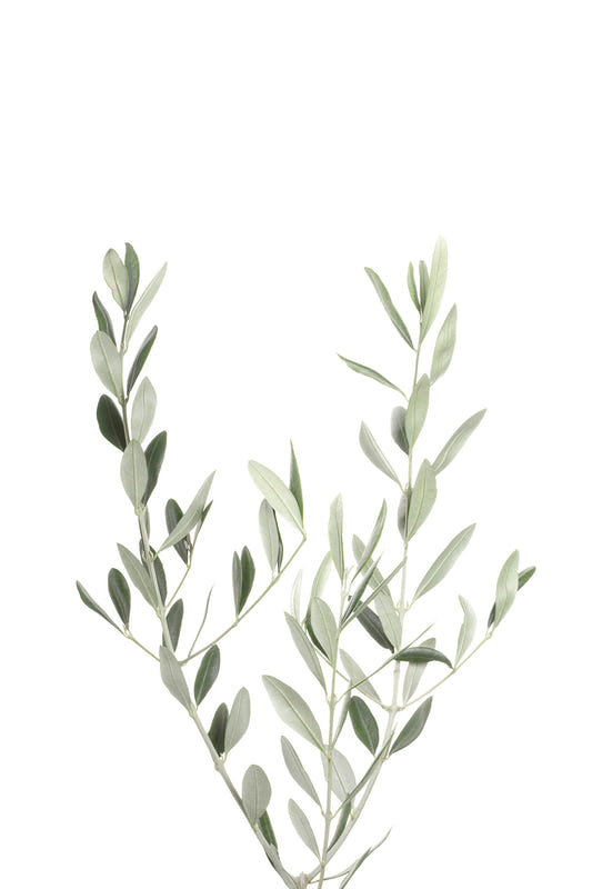 Botanical III Wall Mural