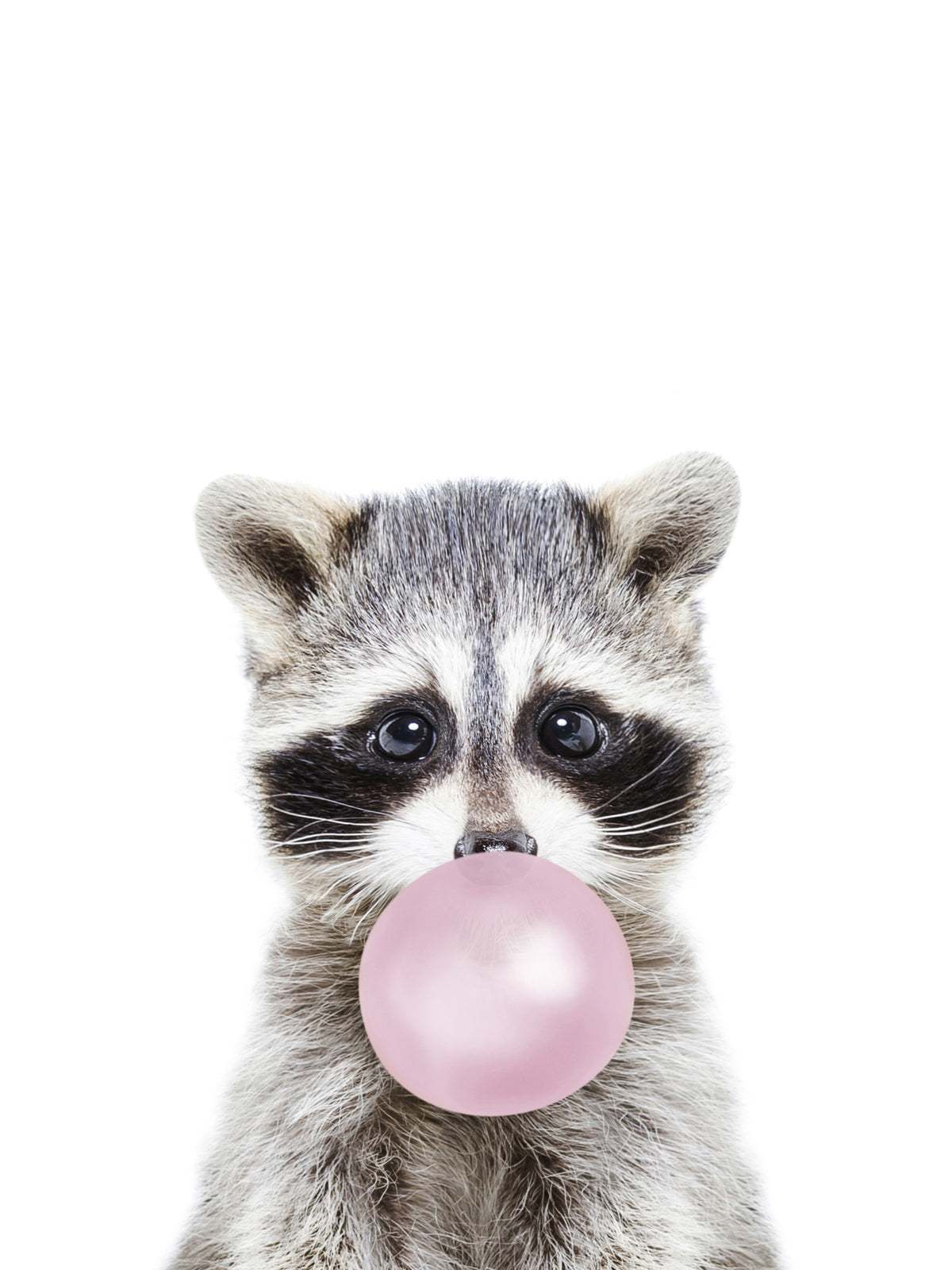 Bubble-gum Raconon mur mural in your room — zoomed