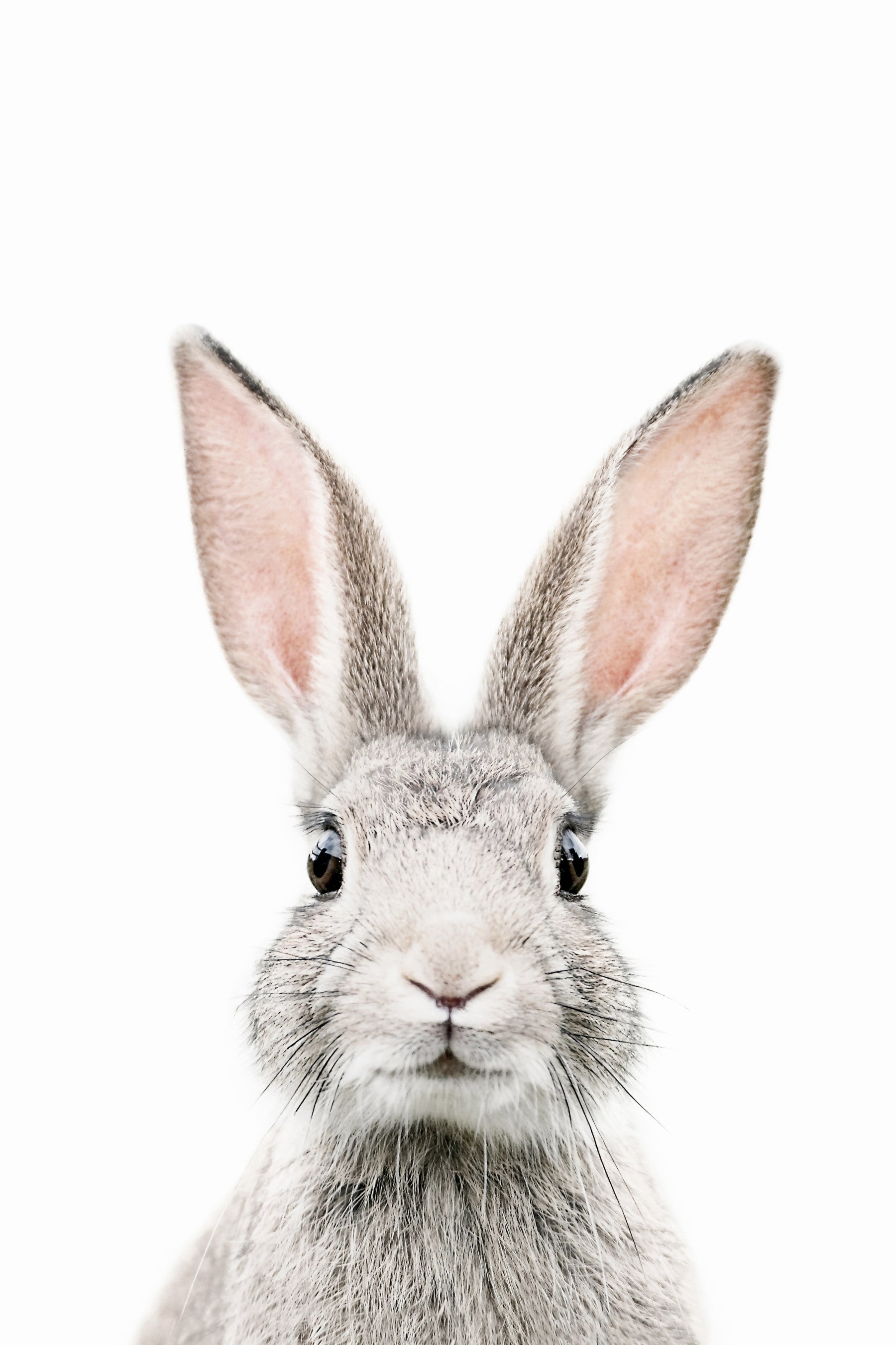 Bunny Wall Mural