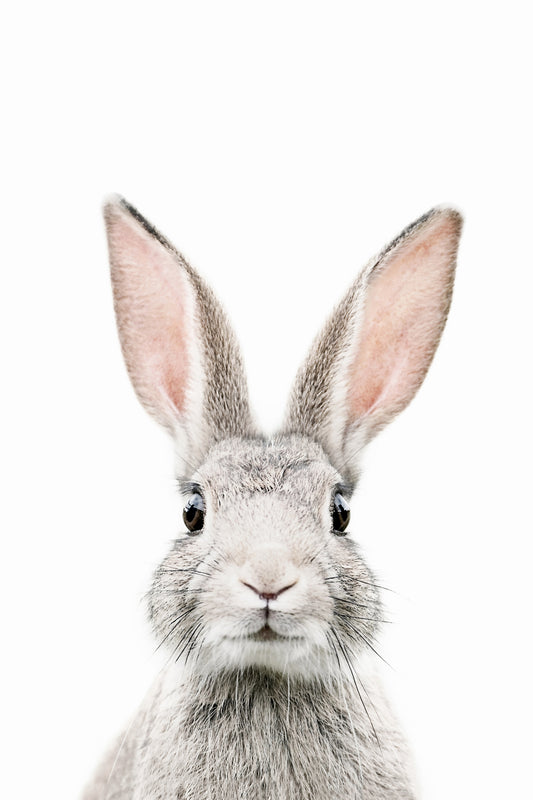 Bunny Wall Mural