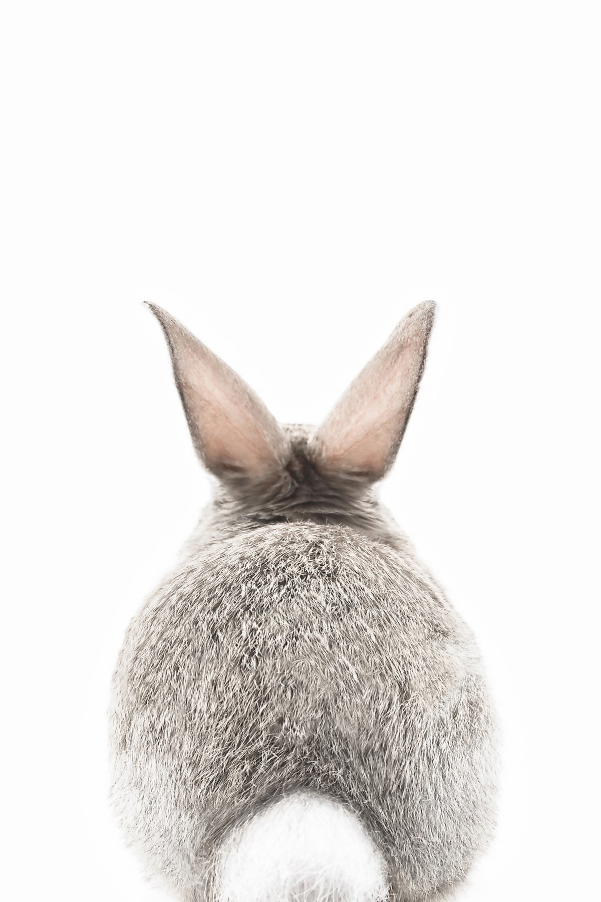 Bunny Tail Wall Mural in your room — zoomed