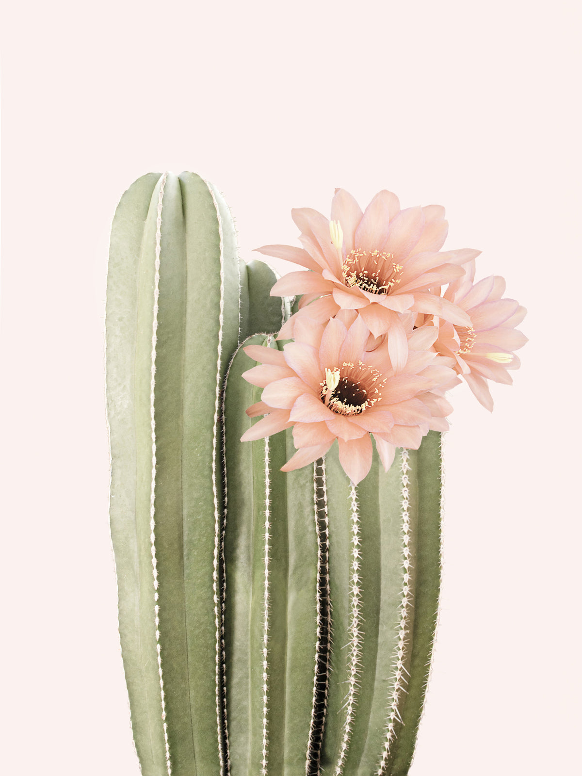 Fleur de mur de mur botanique cactus in your room