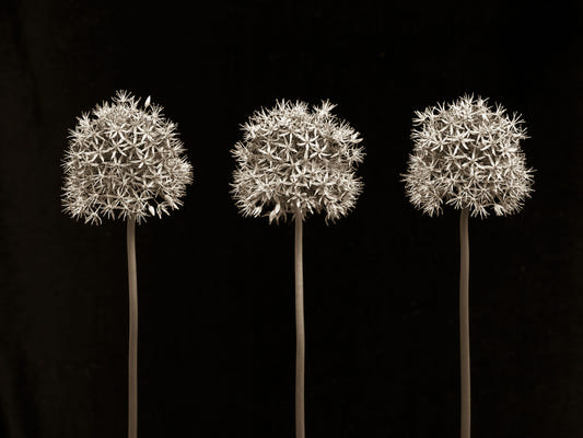Trois alliums sur la murale murale noire