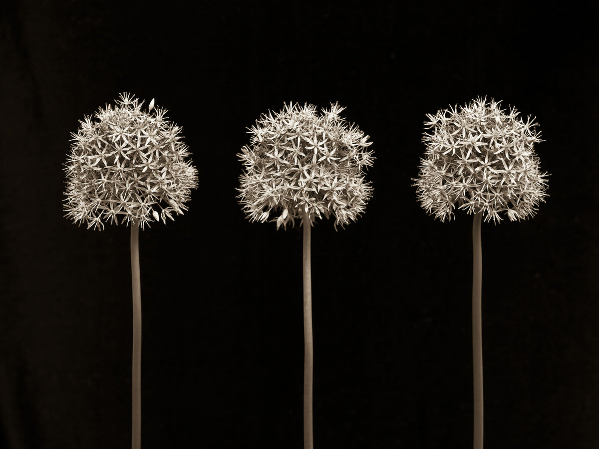 Three Alliums on Black Wall Mural
