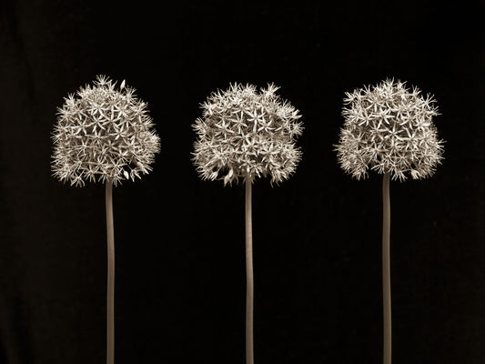 Drei Alliums auf schwarzem Wandbild