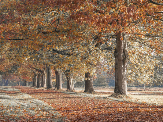 Golden Autumn Path vægmaleri