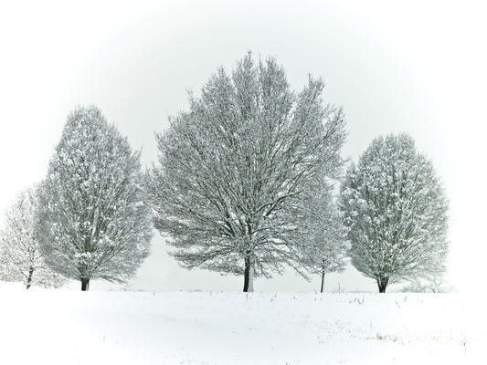 Frostbäume Wandmalerei