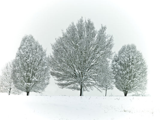 Frostbäume Wandmalerei