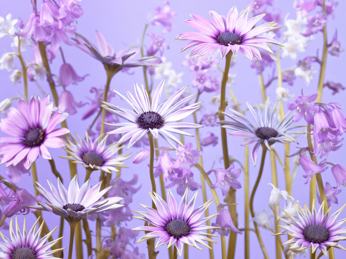 Botanische Träumerei Wandmalerei