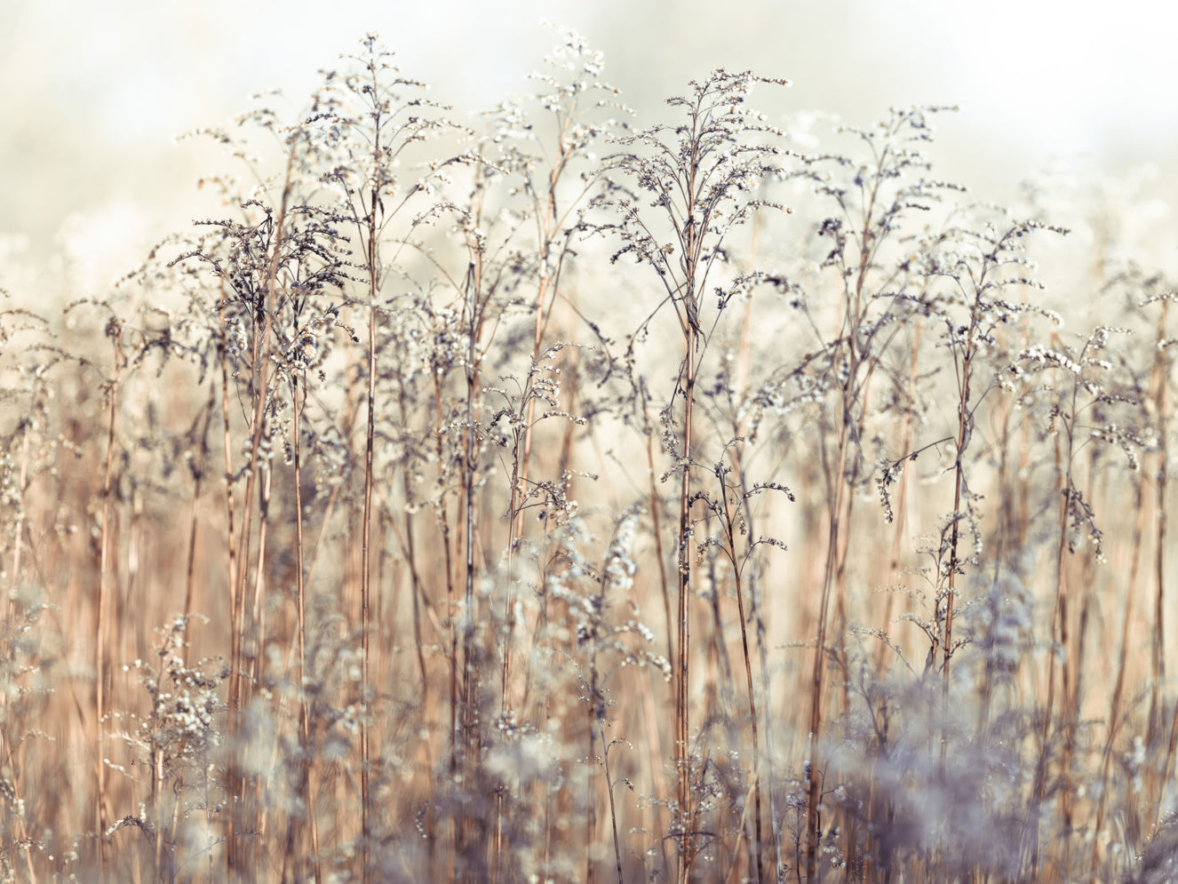Gras -Reeds -Wandgemälde