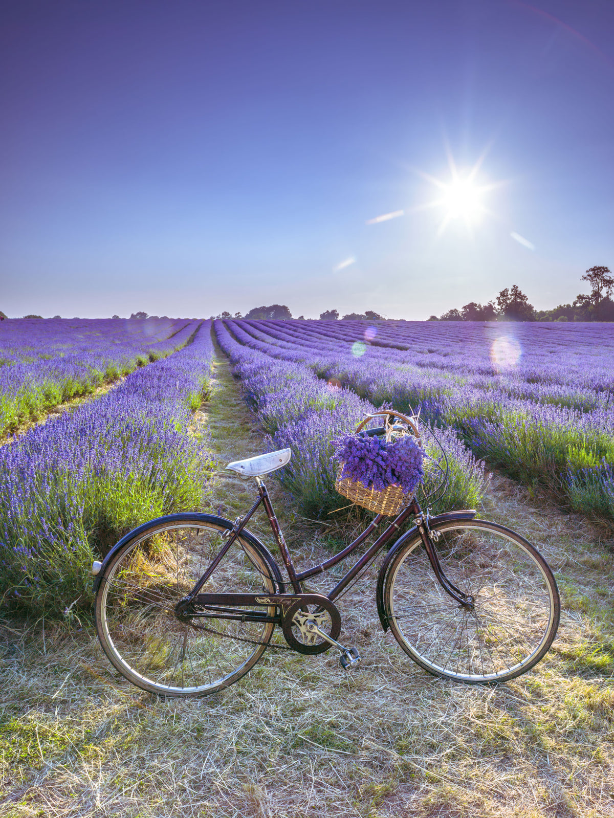 Ciclo nel murale murale del campo di lavanda in your room