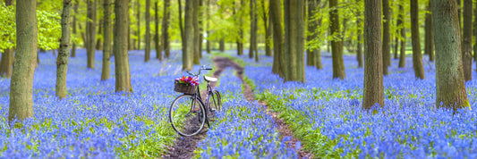 Bluebell Bicycle Dreams Wall Mural