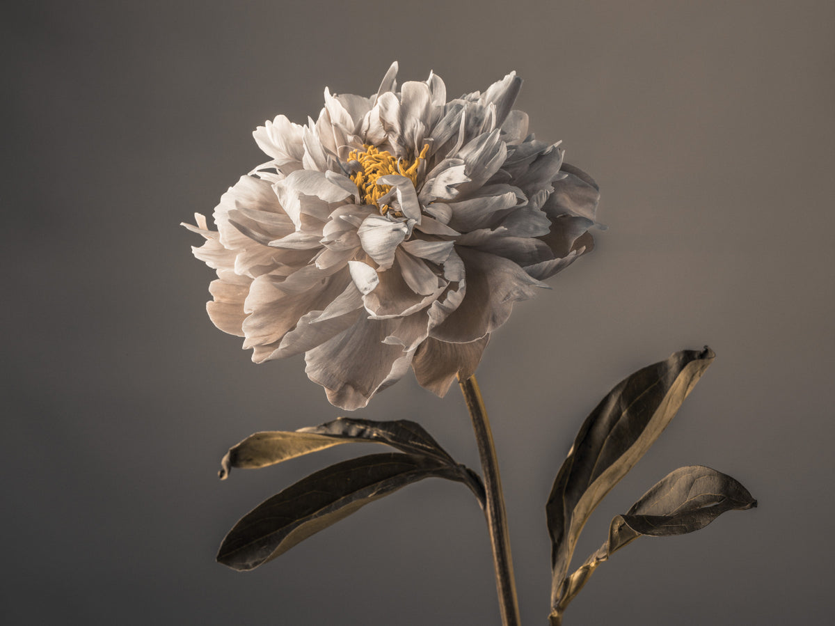 優雅な花の壁の壁画 in your room