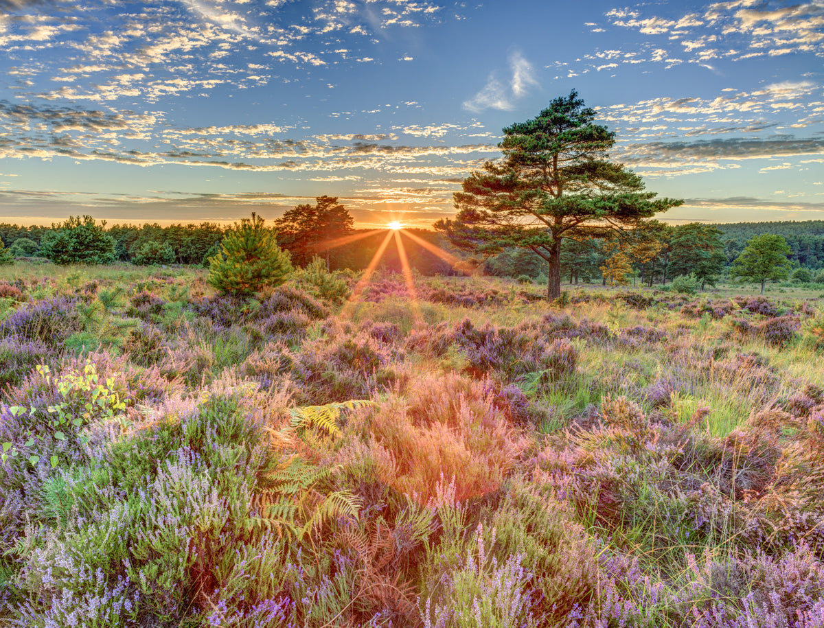 Heathland Sunset Wall Mural in your room — zoomed