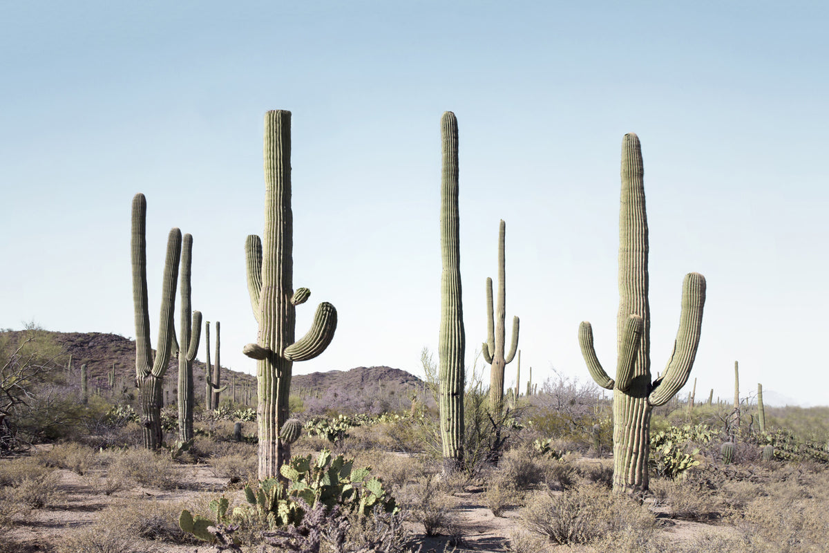 Cactus terrestre murale murale in your room — zoomed