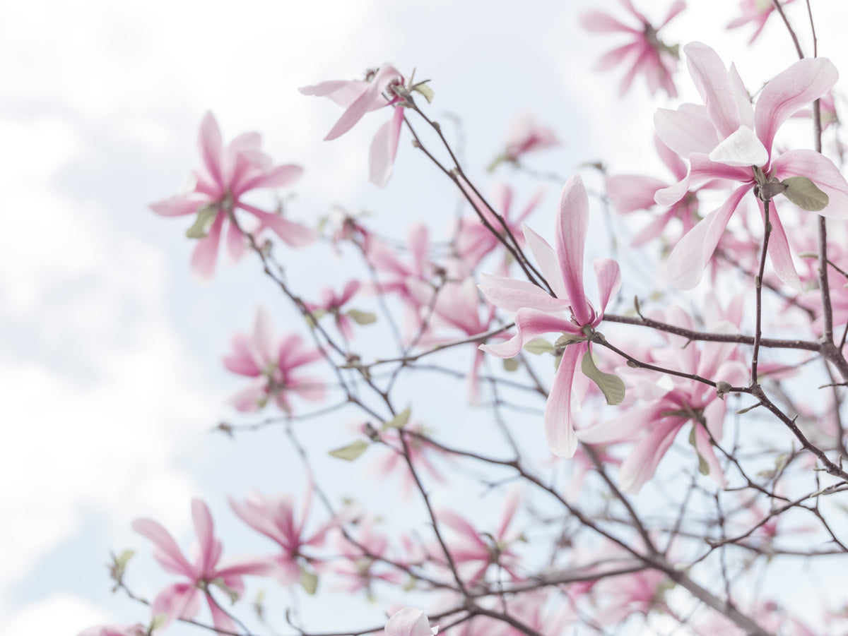 Himmlische Magnolias Wandmalerei in your room