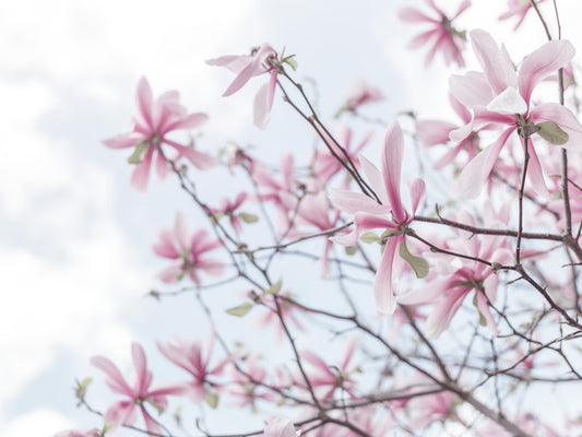 Himmlische Magnolias Wandmalerei