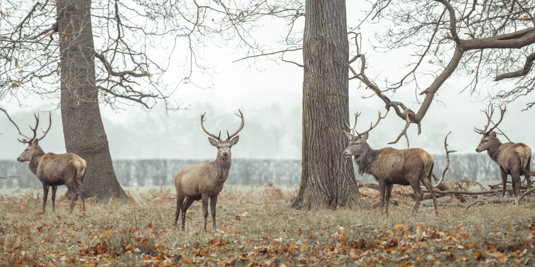 Certe în muratul peretelui forestier