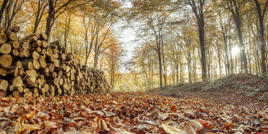 Journaux dans l'automne Forest Wall Mural