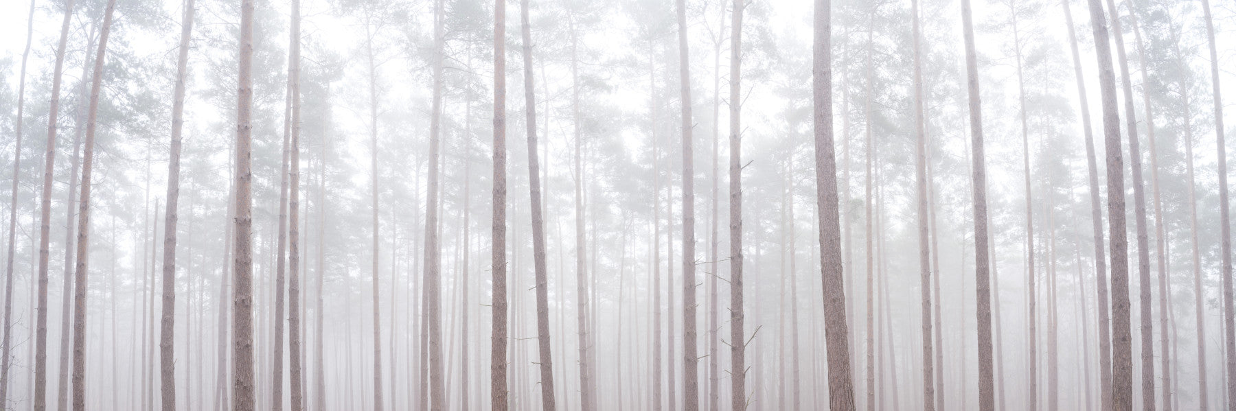 Misty Forest Wall Mural
