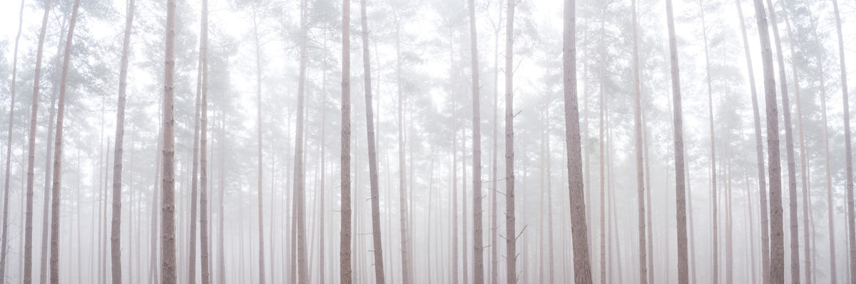 Misty Forest Wall Mural in your room — zoomed