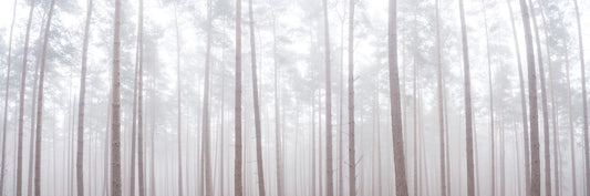 Misty Forest Wall Mural