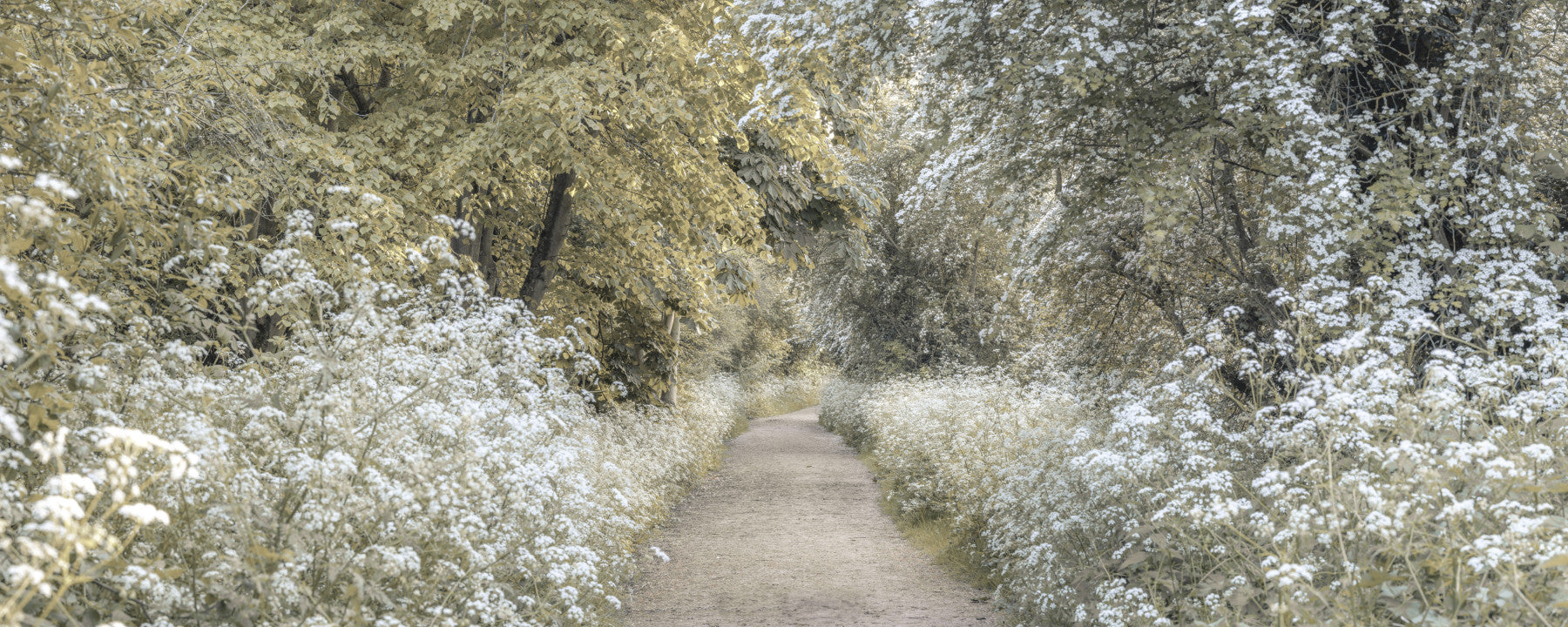 Woodland Spring Path vægmaleri
